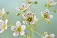 Saxifraga  'Canis-dalmatica' x gaudinii  Saxifrage  Ligulatae  Flowers on flower stalk  June
