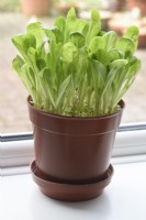 Lactuca sativa  'Little Gem'  Cos lettuce grown in a flower pot on the windowsill for young salad leaves  September