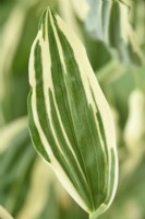 Polygonatum x hybridum  'Striatum'  Leaf of variegated Solomon's seal  June
