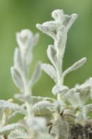 Tanacetum haradjanii  Silver lace tansy  Flower bud and stalk  June
