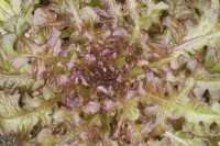 Lactuca sativa  'Red Salad Bowl'  Loose leaf lettuce	  June
