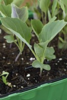 Brassica oleracea Capitata Group  'Dutchman'  Cabbage  Young plant started in plug tray  June
