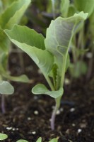 Brassica oleracea Capitata Group  'Dutchman'  Cabbage  Young plant started in plug tray  June