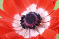 Anemone coronaria  one colour from a mixture  May