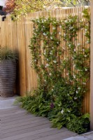 Slatted wooden fence with Trachelospermum jasminoides next to wooden deck