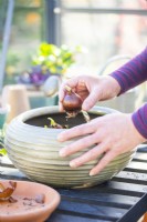 Woman planting Narcissus bulbs in the plant pot