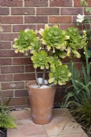Succulent in tall terracotta container