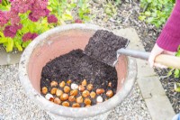 Woman covering the first layer of bulbs with compost