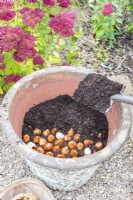 Woman covering the first layer of bulbs with compost