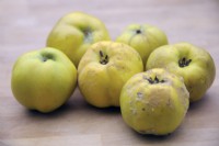 Cydonia oblonga 'Champion' Quince fruits