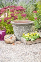 Pansies, plant bulbs, crockery, watering can, plant pot, compost, set out on the ground
