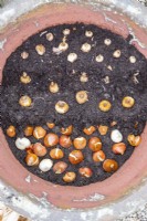 Three layers of bulbs in pot, Tulips at the bottom, then miniature Narcissus and at the top Crocus