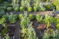 View over formal beds planted with Cynara - Cardoons, Heuchera, Clipped Box domes ;image taken with drone. July. Summer.