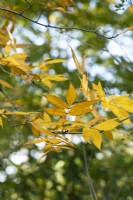 Carya Pallida - Sand hickory tree leaves in autumn