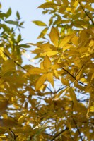 Carya Pallida - Sand hickory tree leaves in autumn