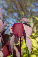 Cornus sericea Baileyi - Dogwood foliage in autumn