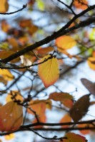 Hamamelis x intermedia 'Orange Peel' - Witch hazel leaves in autumn