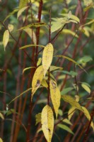 Salix alba 'Flame' - White willow foliage in autumn