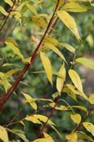 Salix alba 'Flame' - White willow foliage in autumn