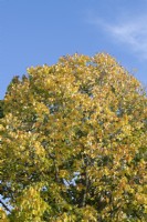 Tilia henryana var. subglabra - Henrys Lime tree foliage in autumn