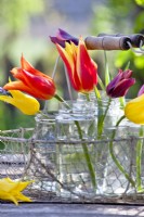 Tulips in glass jars.