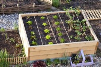 Raised vegetable bed in spring - swiss chard, lettuce, parsley, white currant and strawberries.