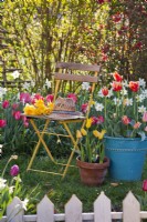 Containers of tulips and bunch of yellow daffodils on seat in spring garden.