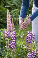 Woman deadheading Lupins. Cut off the flower heads when they have died down. 
