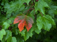 Acer rubrum 'October glory' - Red maple 'October Glory' foliage