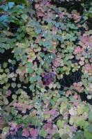 Large specimen of Vitis  - common name Crimson glory vine, growing over trees. October. Autumn.