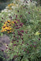 Sanguisorba tenuifolia 'Bordeaux' - July
