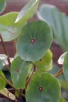 Begonia conchifolia rubrimaculata