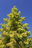 Picea abies - Norway Spruce with rust disease tree in spring - May
