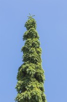 Picea glauca 'Pendula' - White Spruce tree - May