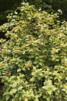 Viburnum lantana variegatum - Wayfaring Tree in late spring - May