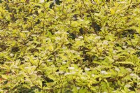Cornus alba 'Supreme Gold' - Redtwig Dogwood shrub in spring - May