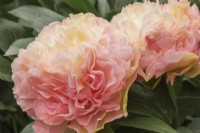 Paeonia 'Lois Choice' - Hybrid Peony in spring - May