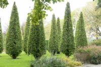 Group of conifers on lawn.