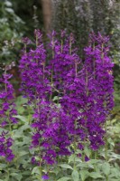 Lobelia 'Hadspen Purple' growing in border - August