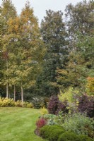 Autumn colour of trees and shrubs in garden with Betula, Berberis and Hebes - September