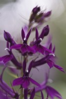 Lobelia 'Hadspen Purple' - August
