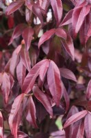 Trachelospermum jasminoides - Star jasmine - October
