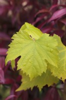 Vitis vinifera leaf with raindrops against red foliage - October