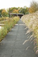 Miscanthus along the pavement near pond.