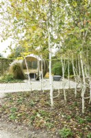 Birches with knot in the trunk and spherical summerhouse.