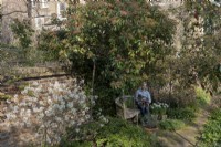 Woman sitting in the garden with dogs other lap.  She is surrounded by Amelanchier 'lamarckii', Trachelospermum jasminoides, Photinias and a beech hedge, Fagus sylvatica.
