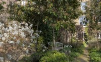 Looking down the garden path in a walled city garden designed by Emma Plunket.  Plants include: Amelanchier lamarckii, Photinia x fraseri, beech hedging - Fagus sylvatica, Ceanothus and pots of Narcissus Thalia.