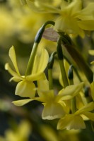 Pale lemon yellow flowers of Narcissus 'Hawera', also called Daffodil 'Hawera'.