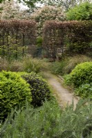 Looking over beds with a central path, plants include: Salvia rosmarinus,  Buxus sempervirens spheres,  Anemanthele lessoniana - Pheasant Grass, a beech hedge - Fagus sylvatica  in the background.