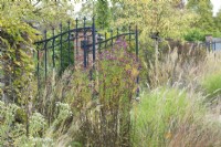 Black gate with mixed grasses and Asters.